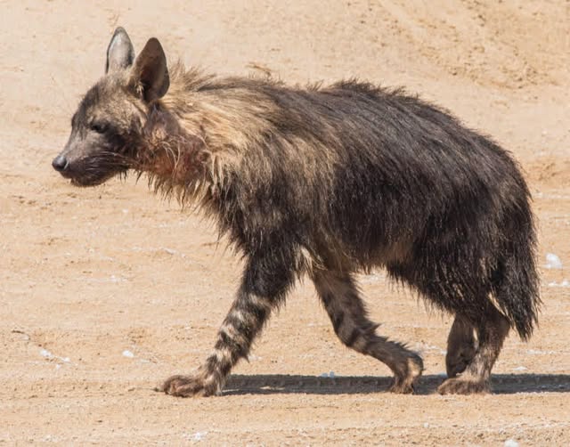 Namibia Eco system