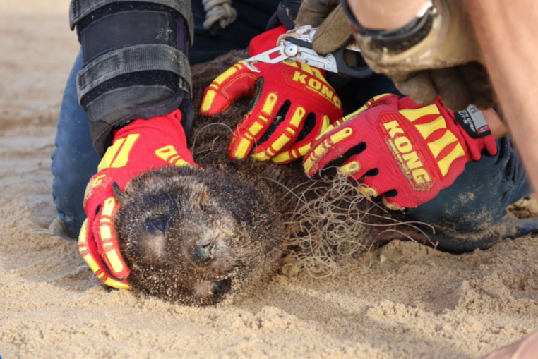 Young seals most at risk as plastic pollution continues to threaten 1