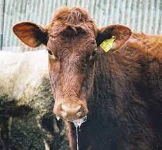 Agriculture FMD