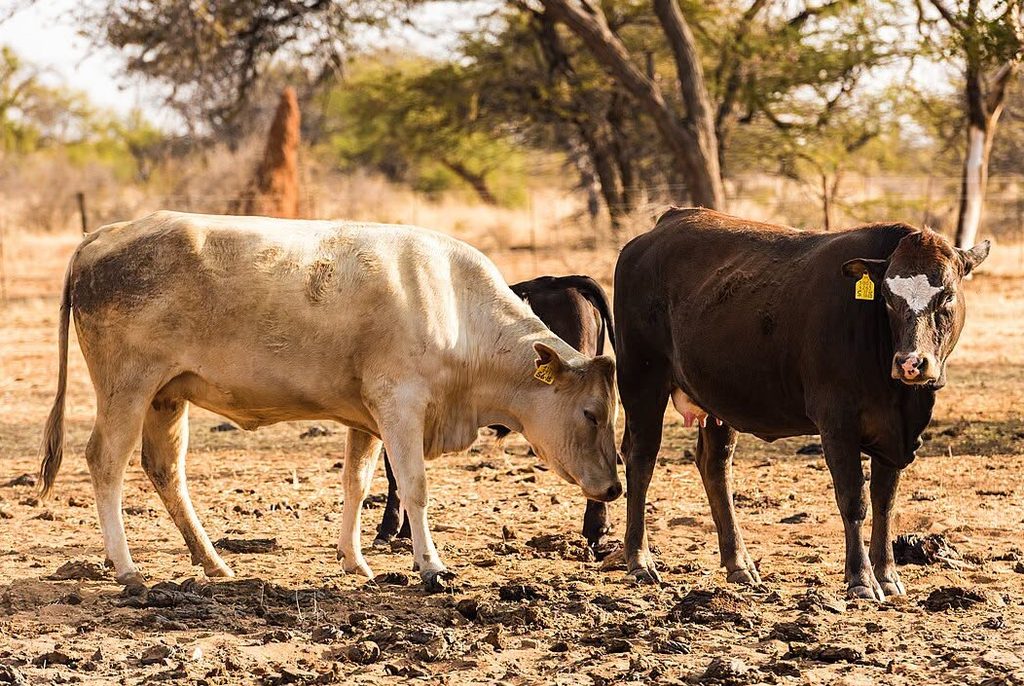 FMD Restrictions: What Namibians need to know about livestock and meat movement