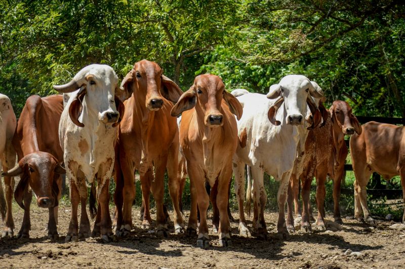 Namibia Intensifies Response to FMD Outbreaks