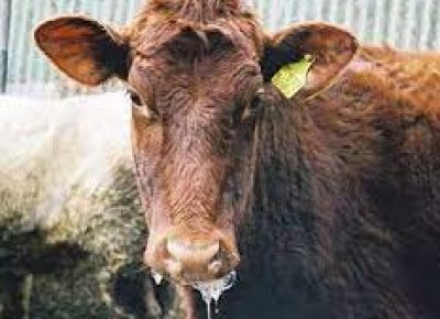 FMD Restrictions Lifted North of Veterinary Fence