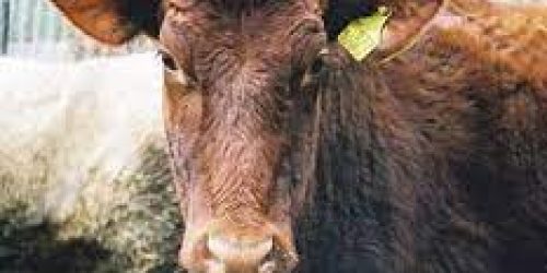 FMD Restrictions Lifted North of Veterinary Fence