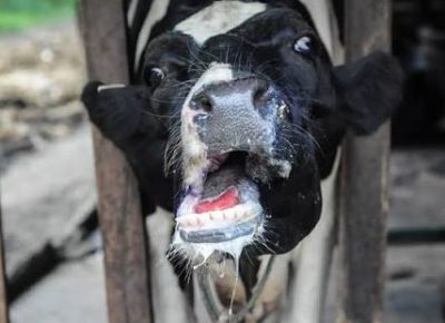 FMD outbreak confirmed: 17 positive cases in //Kharas