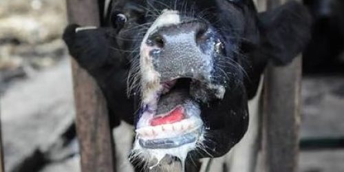 FMD outbreak confirmed: 17 positive cases in //Kharas