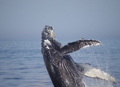 Is Walvis Bay Ready to Become a Whale Heritage Site?