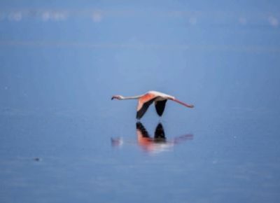 More than 87 000 Birds Counted at Walvis Bay Wetlands