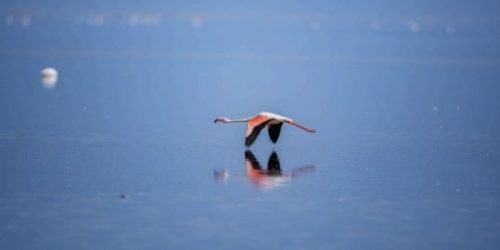 More than 87 000 Birds Counted at Walvis Bay Wetlands