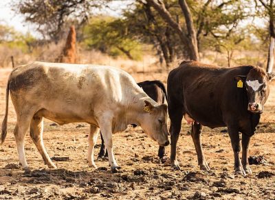 FMD Restrictions: What Namibians need to know about livestock and meat movement