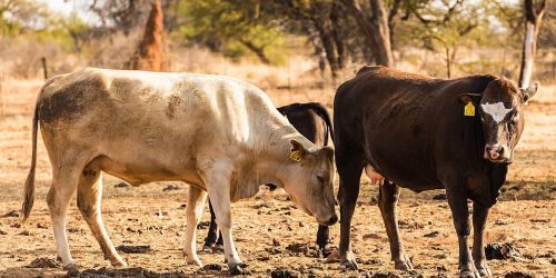 N$190M Needed to Contain FMD Outbreak