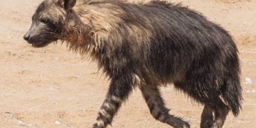 Namibia’s Coastal ‘Beach Cleaners’ Play Crucial Role in Ecosystem Balance