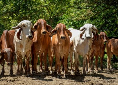 Namibia Intensifies Response to FMD Outbreaks