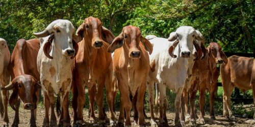 Namibia Intensifies Response to FMD Outbreaks