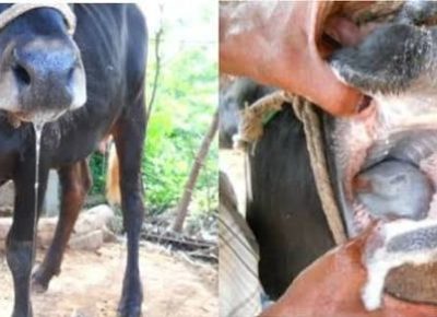 FMD Detected in Namibia’s FMD-Free Zone