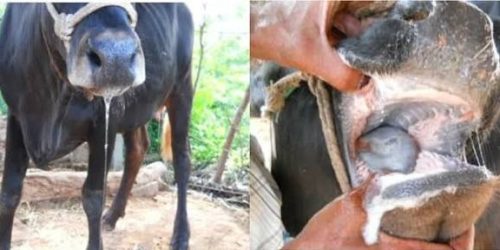 FMD Detected in Namibia’s FMD-Free Zone