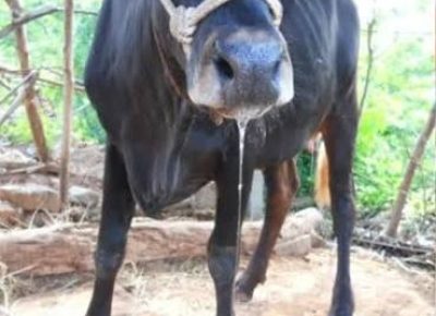 Namibia Confronts Foot and Mouth Disease Outbreak in //Karas Region