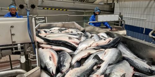 President Sounds Alarm on Fish Stock Decline