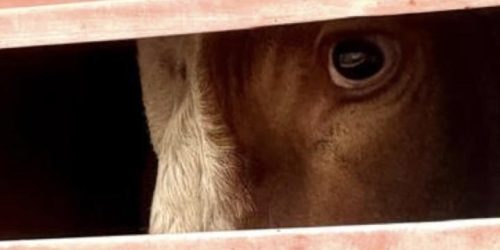 SPCA Raises Alarm Over Cattle Export from Walvis Bay
