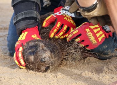 Young Seals Most at Risk as Plastic Pollution Continues to Threaten Namibia’s Coast