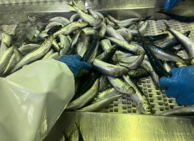 Govt Raises N$29.1m from Fish Quota Auctions